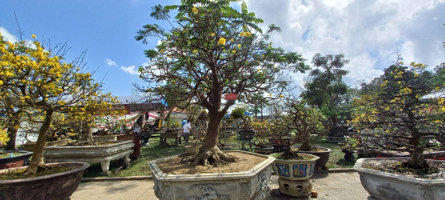 Cận cảnh cây mai được 'hét' giá hàng tỉ đồng tại chợ hoa xuân ở Huế - Ảnh 1. Cận cảnh cây mai được 'hét' giá hàng tỉ đồng tại chợ hoa xuân ở Huế - Ảnh 1.