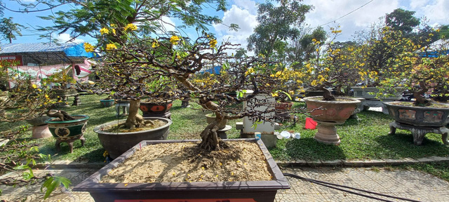 Cận cảnh cây mai được 'hét' giá hàng tỉ đồng tại chợ hoa xuân ở Huế - Ảnh 2. Cận cảnh cây mai được 'hét' giá hàng tỉ đồng tại chợ hoa xuân ở Huế - Ảnh 2.