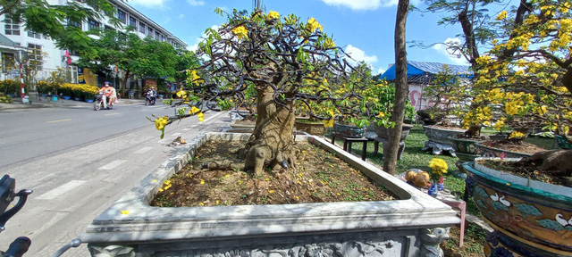 Cận cảnh cây mai được 'hét' giá hàng tỉ đồng tại chợ hoa xuân ở Huế - Ảnh 6. Cận cảnh cây mai được 'hét' giá hàng tỉ đồng tại chợ hoa xuân ở Huế - Ảnh 6.