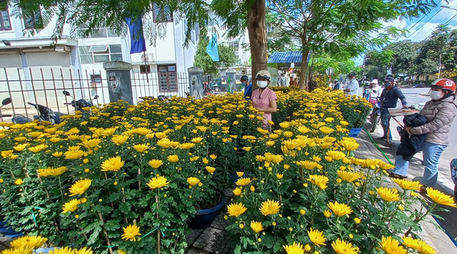Cận cảnh cây mai được 'hét' giá hàng tỉ đồng tại chợ hoa xuân ở Huế - Ảnh 9. Cận cảnh cây mai được 'hét' giá hàng tỉ đồng tại chợ hoa xuân ở Huế - Ảnh 9.