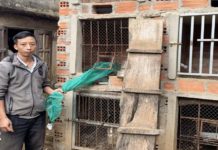 Mang Yang: Phát hiện 1 cơ sở nuôi nhốt động vật hoang dã trái phép