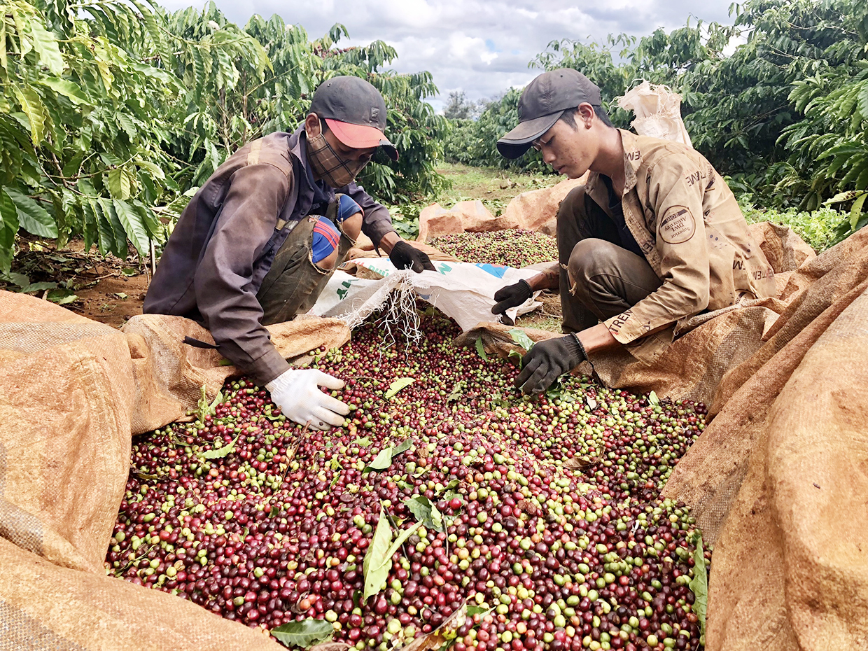     Người dân huyện Ia Grai thu hoạch cà phê niên vụ 2020-2021. Ảnh: Lê Nam