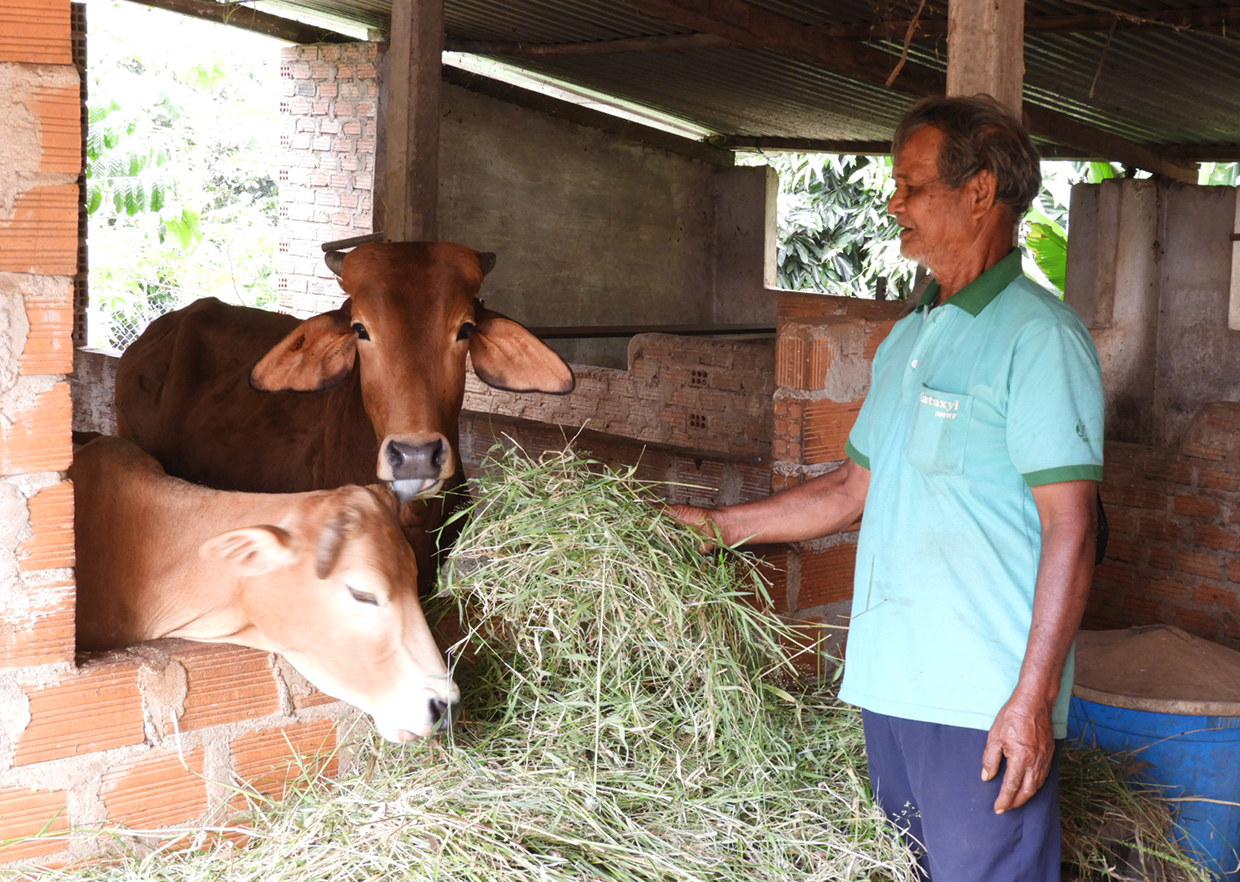  Phát triển các mô hình chăn nuôi nhốt là một trong những giải pháp góp phần hạn chế lây lan dịch bệnh viêm da nổi cục trên trâu bò. Ảnh: Thanh Nhật