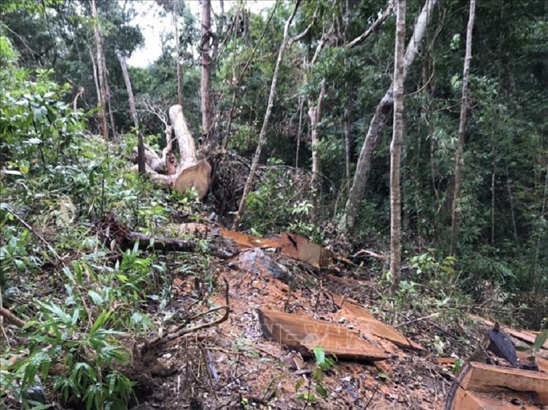 Hiện trường vụ khai thác trái phép gần 85 m3 gỗ tại tiểu khu 734, lâm phần do Công ty Trách nhiệm hữu hạn Một thành viên Lâm nghiệp Ia Pa quản lý, thuộc địa giới hành chính xã Chư Grey, huyện Kong Chro (Gia Lai). Ảnh: TTXVN phát 1
