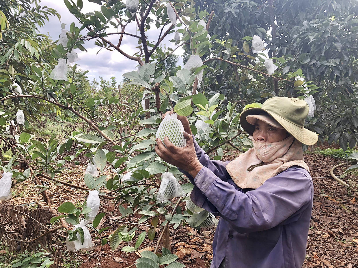   Bà Mai Thị Xuân (tổ dân phố 9, thị trấn Chư Ty) chăm sóc vườn ổi của gia đình. Ảnh:  Lê Nam