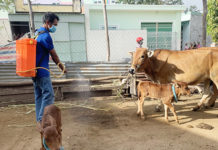 Ayun Pa phát hiện trường hợp bò mắc bệnh viêm da nổi cục