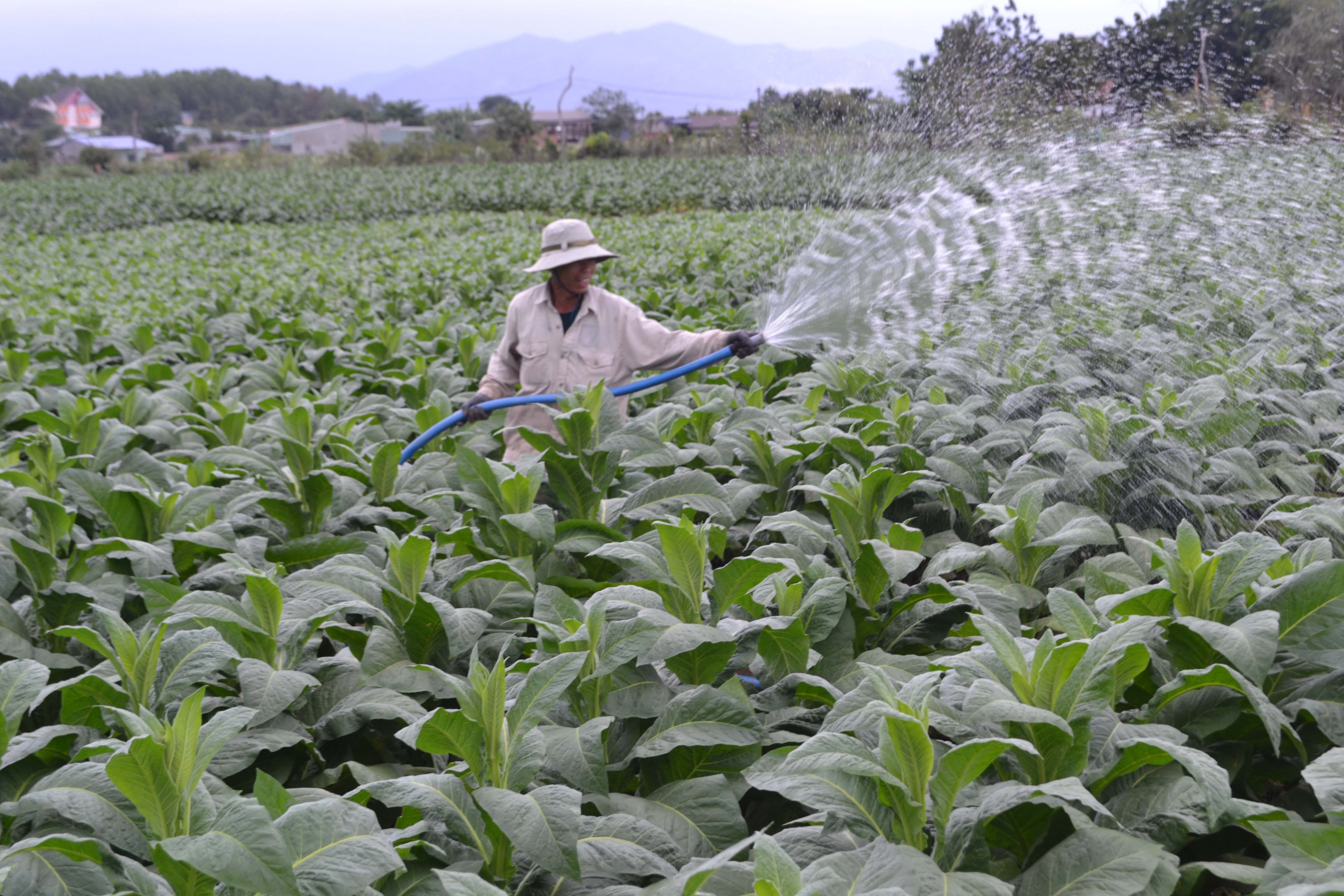 Người dân huyện Ia Pa chuyển đổi đất kém hiệu quả sang trồng cây thuốc lá. Ảnh: Lê Nam