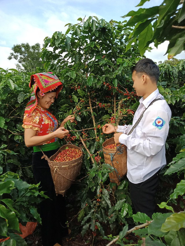 Những phụ nữ Thái ở miền núi Sơn La vươn lên làm chủ cuộc sống từ cây cà phê - Ảnh 1.