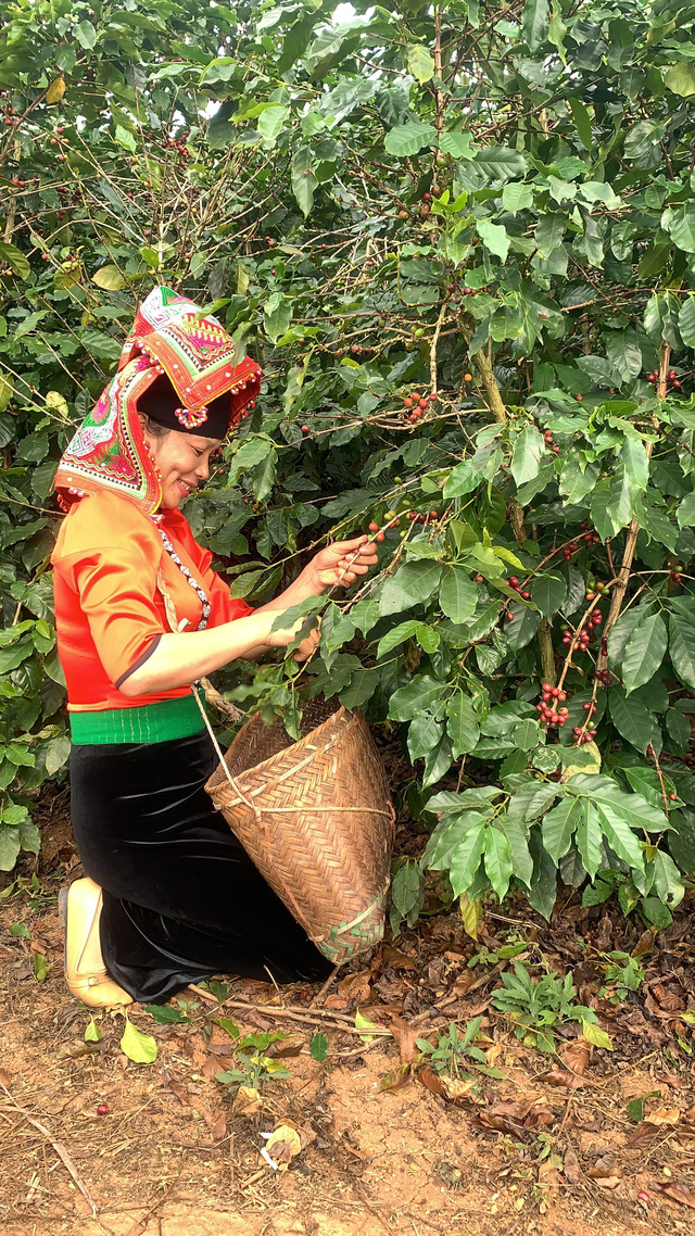 Những phụ nữ Thái ở miền núi Sơn La vươn lên làm chủ cuộc sống từ cây cà phê - Ảnh 2.