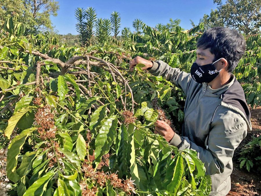 Anh Xuân (làng Groi Wêt, xã Glar, huyện Đak Đoa) tỉa chồi cà phê giúp cây nuôi quả. Ảnh: Lê Nam