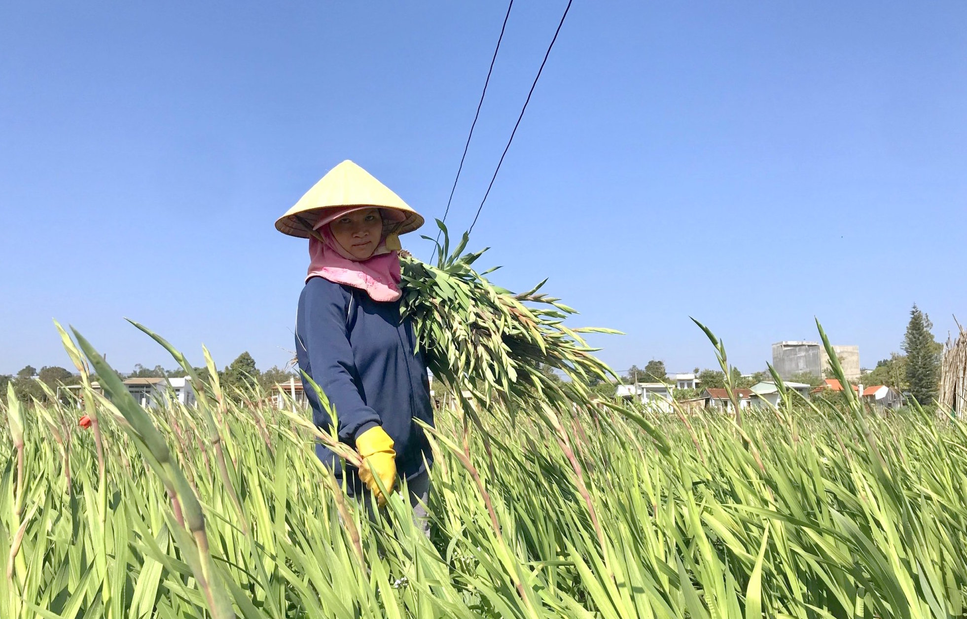 Xã An Phú đang tập trung triển khai chuyển đổi đất lúa 1 vụ kém hiệu quả sang trồng rau, hoa các loại cho giá trị kinh tế cao. Ảnh: Hồng Thi 3
