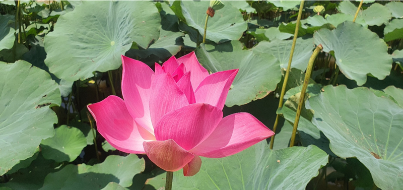 Äầm Sen lá»›n nhất Gia Lai: Äiểm du lịch nghÄ© dưỡng thuần khiết bất nhiá»…m ảnh 2