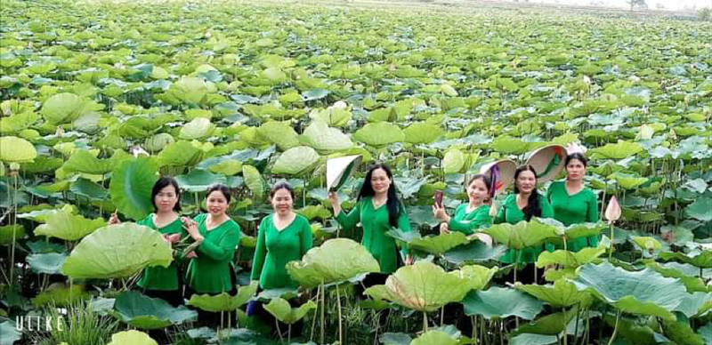 Äầm Sen lá»›n nhất Gia Lai: Äiểm du lịch nghÄ© dưỡng thuần khiết bất nhiá»…m ảnh 3