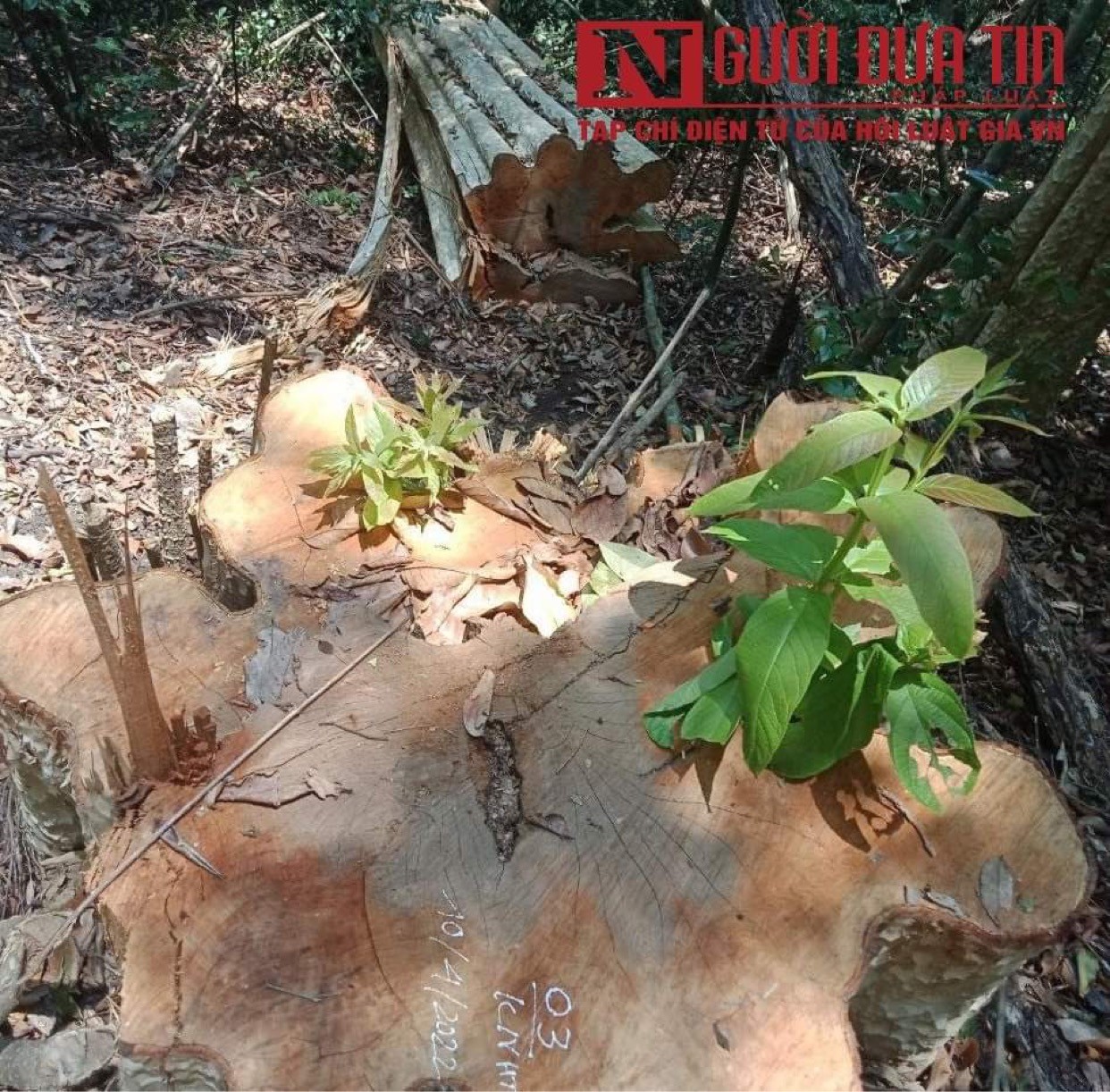 Hiện trường vụ phá rừng. 2
