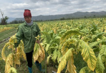 Krông Pa: Cây trồng chủ lực thiệt hại do thời tiết thất thường