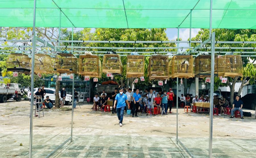 Quang cảnh hội thi tiếng hót chim chào mào lần đầu tiên được tổ chức trên địa bàn thị xã Ayun Pa. Ảnh: Nguyễn Sang