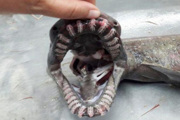 Con cá mập với hàm răng linh hoạt có thể nhai và nuốt trọn con mồi.