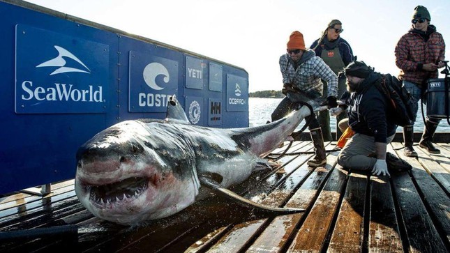 Con cá mập trắng được gắn thẻ theo dõi bằng vệ tinh GPS.