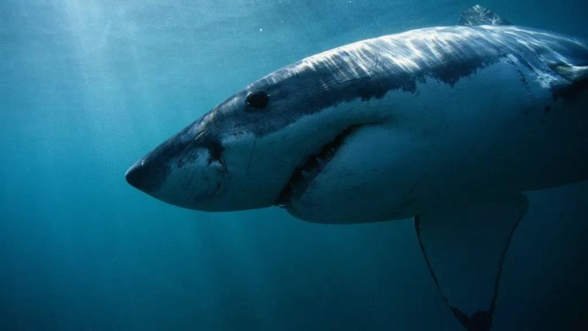 Cá mập trắng khổng lồ thực ra không phải là loài thích ăn thịt người.