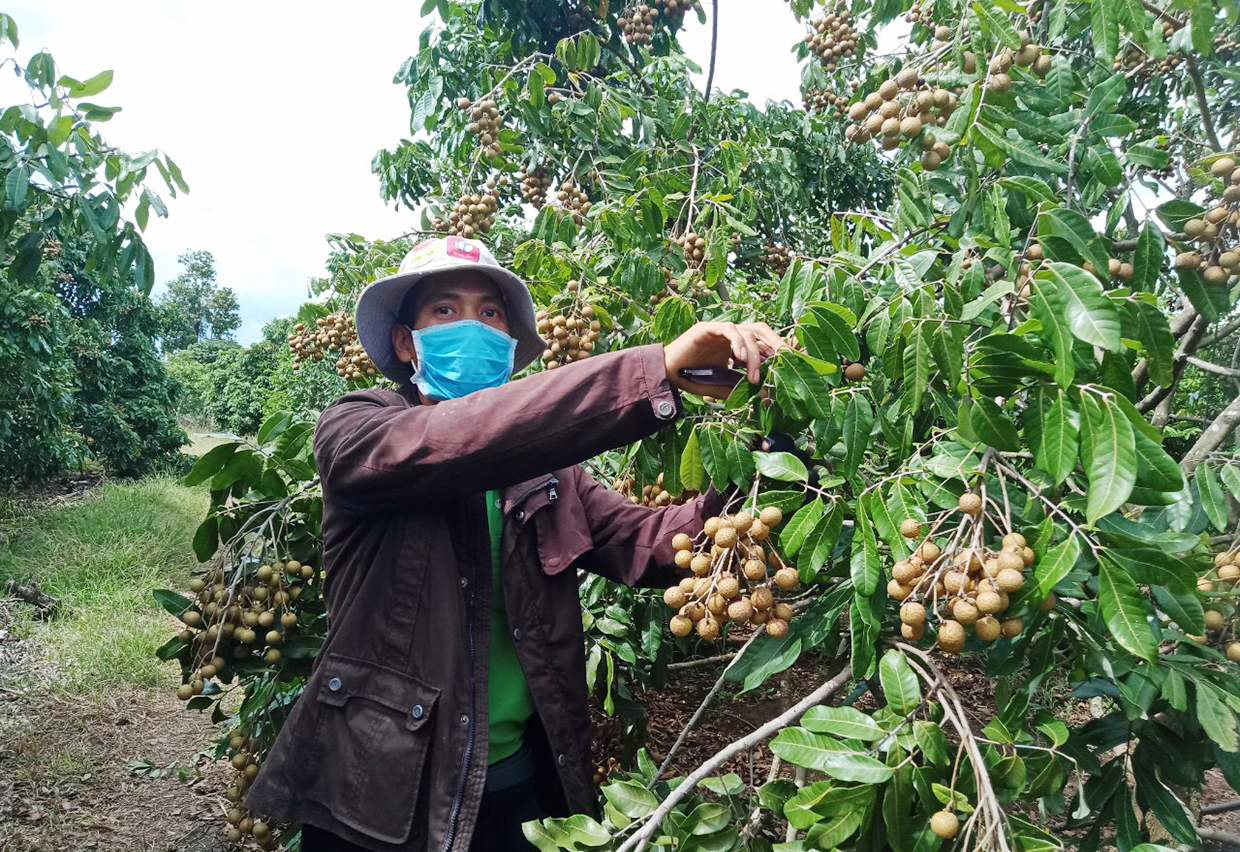 Nông dân xã Yang Trung thu hoạch trái cây. Ảnh: Nguyễn Diệp