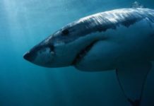 Cá mập trắng khổng lồ thực ra không phải là loài thích ăn thịt người.