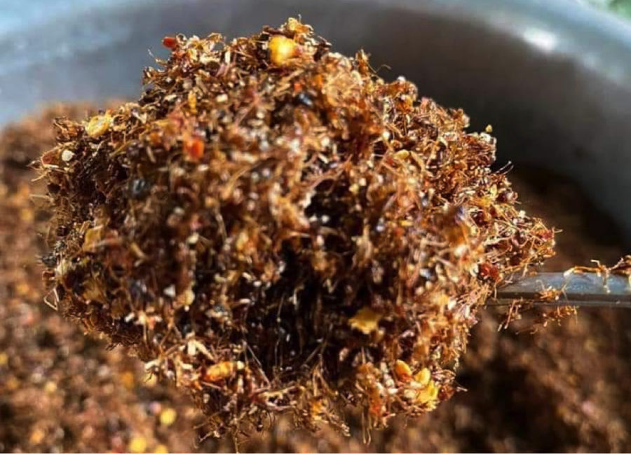 loai muoi dac biet tu nhung con kien vang tai gia lai hinh 1