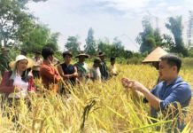 Giống lúa Ba Chăm đã được Viện Khoa học và Kỹ thuật Nông Lâm nghiệp Tây Nguyên tuyển chọn là giống lúa bản địa của tỉnh Gia Lai. Ảnh: Mai Ka