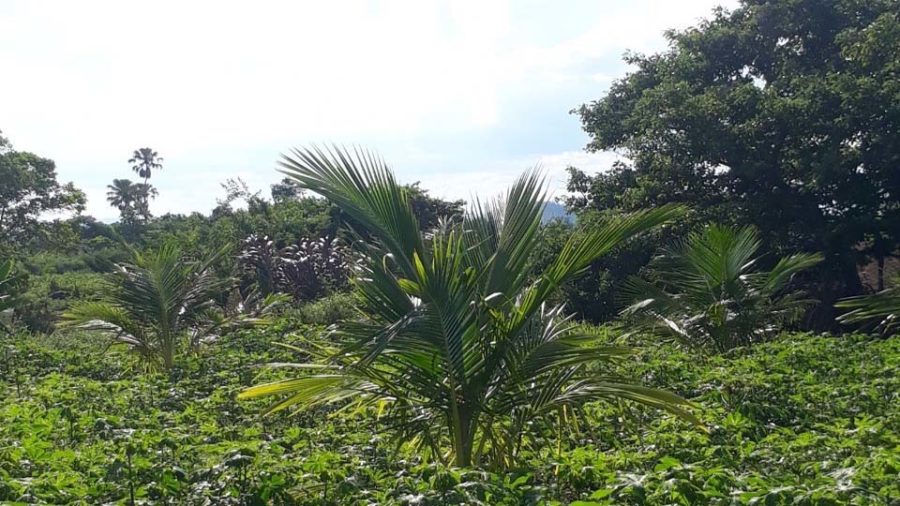 Vườn dừa xiêm xanh của người dân xã Sró (huyện Kông Chro) được hỗ trợ năm 2021. Ảnh: Ngọc Minh
