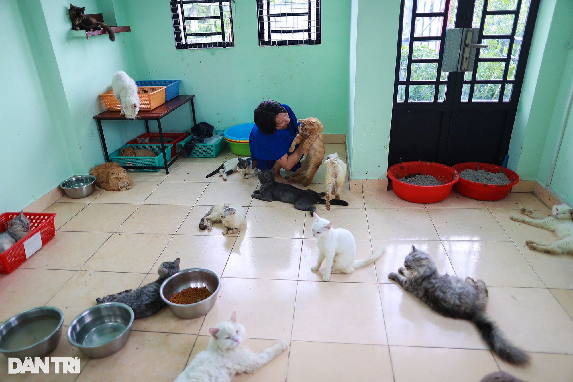 "Người mẹ gàn dở" nuôi hơn 500 chú chó, mèo được cứu mạng từ lò mổ - Ảnh 2.