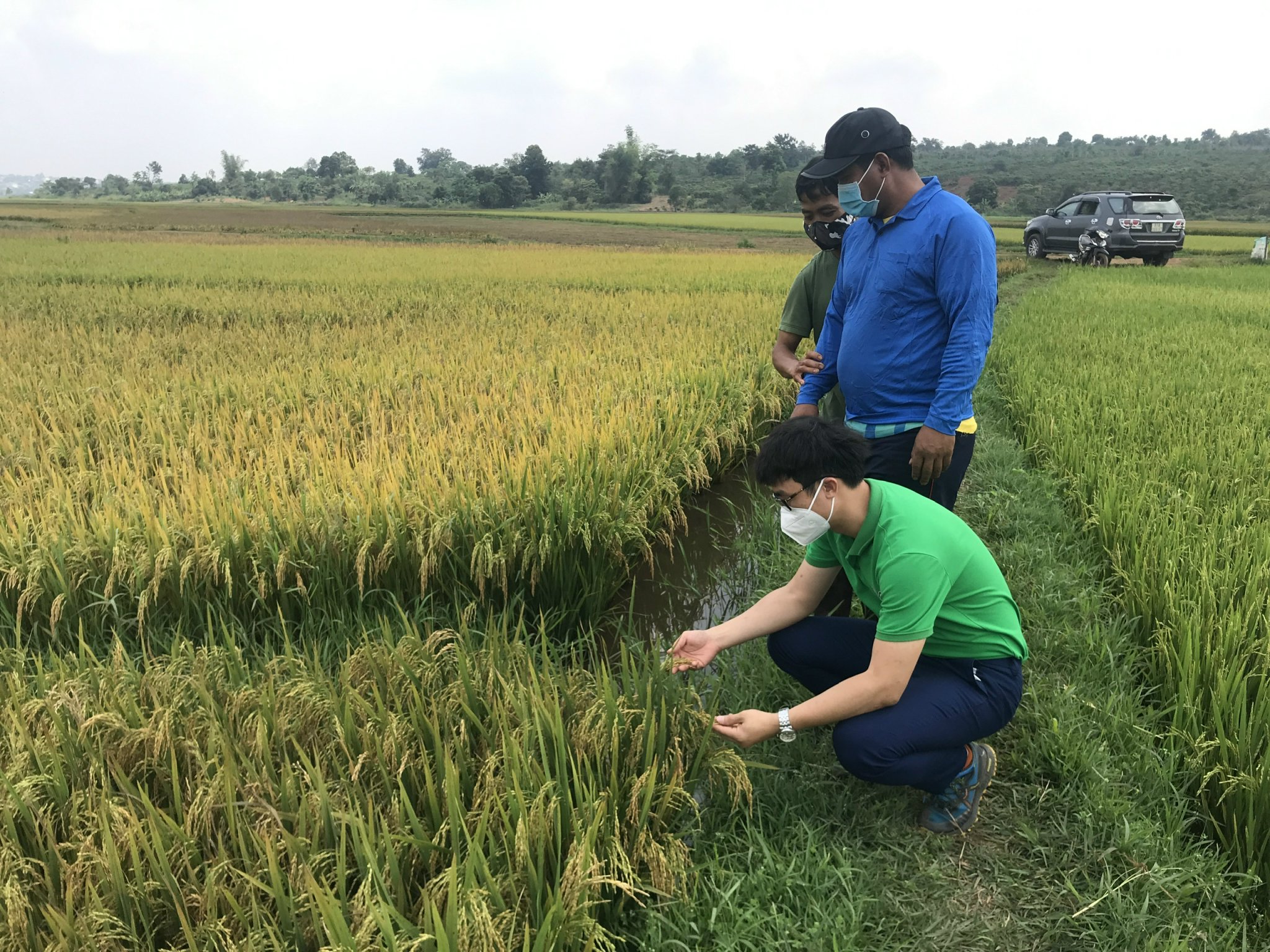 HTX Nông nghiệp và Dịch vụ Lam Anh( xã Glar, huyện Đak Đoa) hướng dẫn người dân sản xuất lúa hữu cơ. Ảnh: Nguyễn Hồng