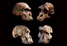 Hình ảnh những mẫu hóa thạch Australopithecus được tìm thấy trong hang động Sterkfontein ở Nam Phi. Nguồn: CNN