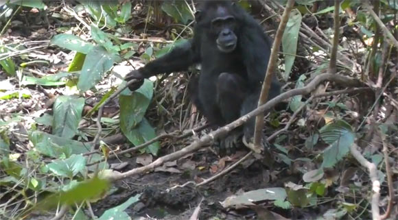 Một con tinh tinh cái đang đào giếng giữa rừng già Đông Phi - Ảnh: Primate