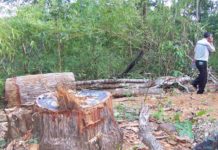 Hiện trường vụ phá rừng xảy ra tại xã Chư Krei, thuộc lâm phần do Công ty TNHH MTV Lâm nghiệp Ia Pa quản lý. Ảnh: Hạ Vy