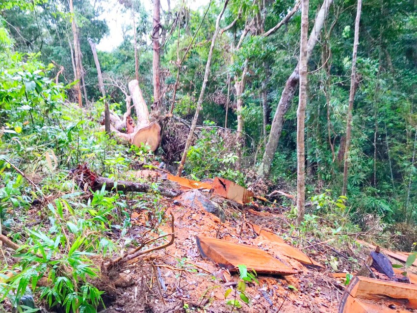 Xử phạt 1 hộ dân lấn chiếm 156 ha rừng ở Gia Lai ảnh 2