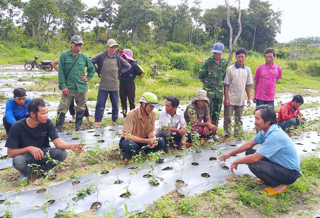 Người dân xã Đak Kơ Ning, huyện Kông Chro tham gia mô hình thí điểm trồng cà gai leo.  Ảnh: Ngọc Minh