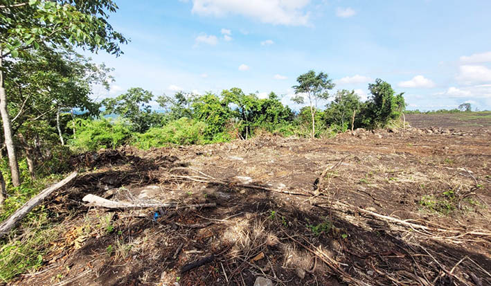 Gia tăng tình trạng phá rừng làm nương rẫy