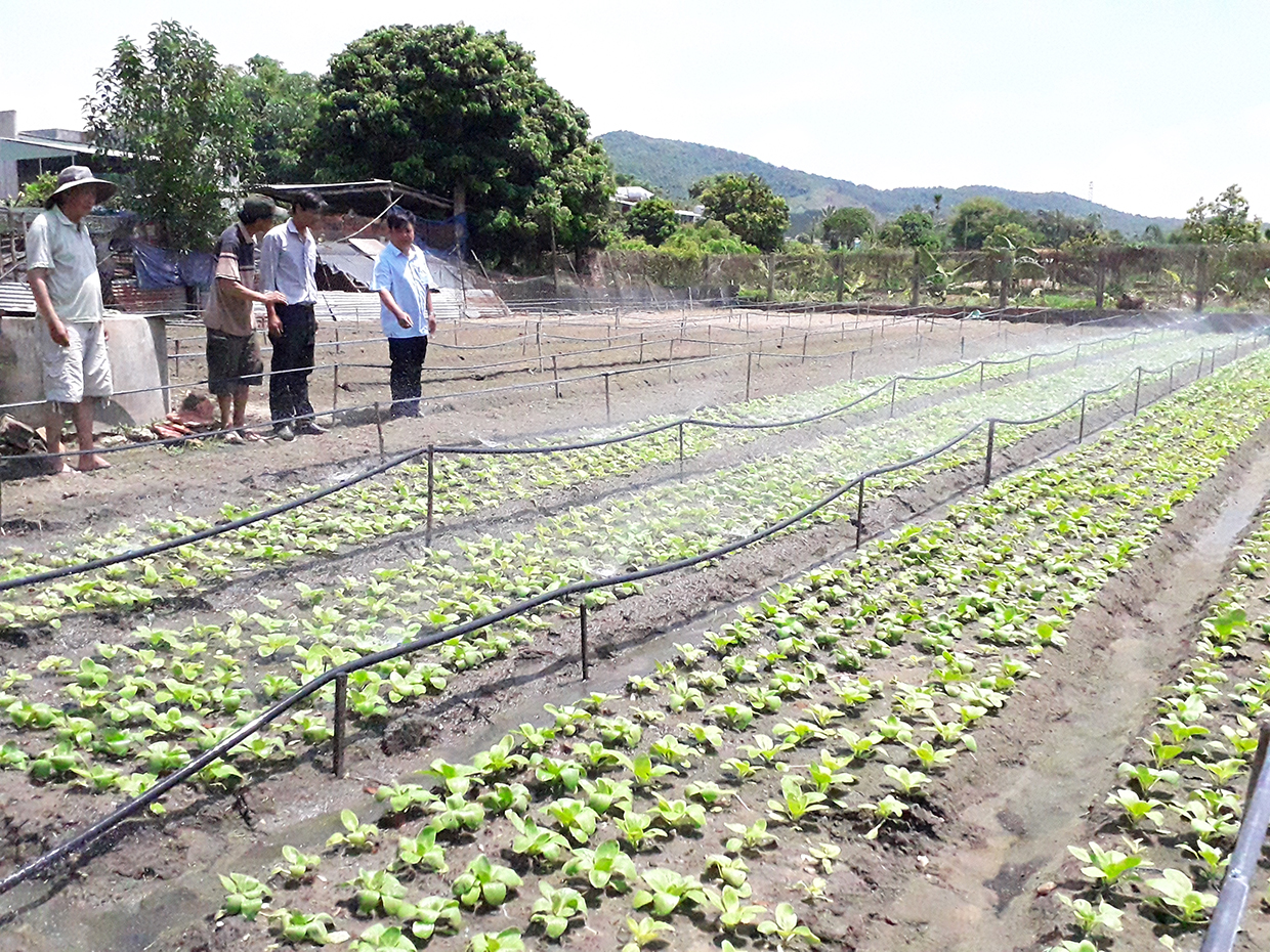   Người dân huyện Đak Pơ sản xuất rau xanh. Ảnh: Lê Nam