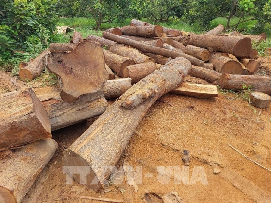 Hiện trường vụ cất giấu lâm sản tại vườn rẫy nhà dân ở thôn Ia Chía, xã Ia Nan, huyện Đức Cơ, Gia Lai. Ảnh: TTXVN 1