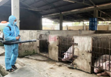   Nhân viên thú y Trung tâm Dịch vụ nông nghiệp huyện Krông Pa phun hóa chất khử khuẩn khu vực chăn nuôi. Ảnh: Lê Nam