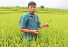 Người dân phường An Phước (thị xã An Khê) tham gia mô hình gieo trồng giống lúa J02 trên cùng cánh đồng. Ảnh: Ngọc Minh