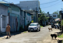   Tình trạng nuôi chó thả rông trên địa bàn TP. Pleiku gây ảnh hưởng tới người đi đường. Ảnh: Nhật Hào