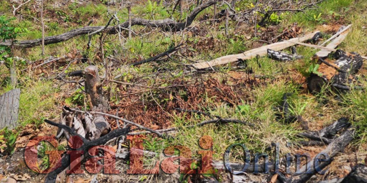  Hiện trường vụ phá rừng làm rẫy tại tiểu khu 813, thuộc lâm phần dop xã Đak Kơ Ning quản lý. Ảnh: Lê Anh