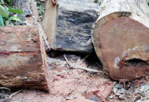 Kbang: Điều tra vụ khai thác trái phép hơn 5 m3 gỗ