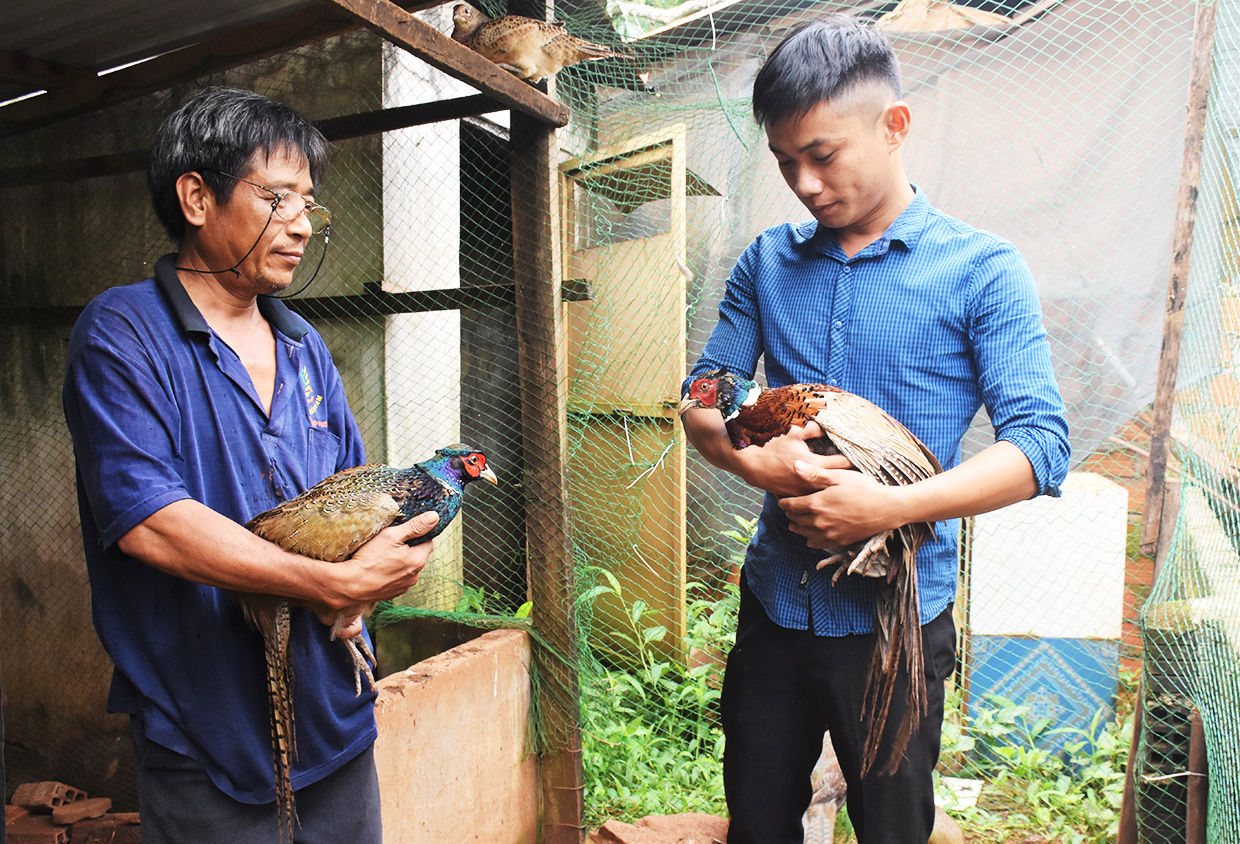  Anh Hồ Tiến Đạt (bìa phải) hướng dẫn kỹ thuật nuôi chim trĩ cho người dân xã Ia Tôr, huyện Chư Prông. Ảnh: Trần Dung