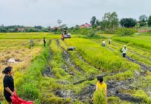 Hàng chục hộ dân sản xuất lúa trên cánh đồng Đê Ba, xã Tơ Tung, huyện Kbang gấp rút thu hoạch lúa trước khi bão số 4 đổ bộ. Ảnh: Ngọc Minh