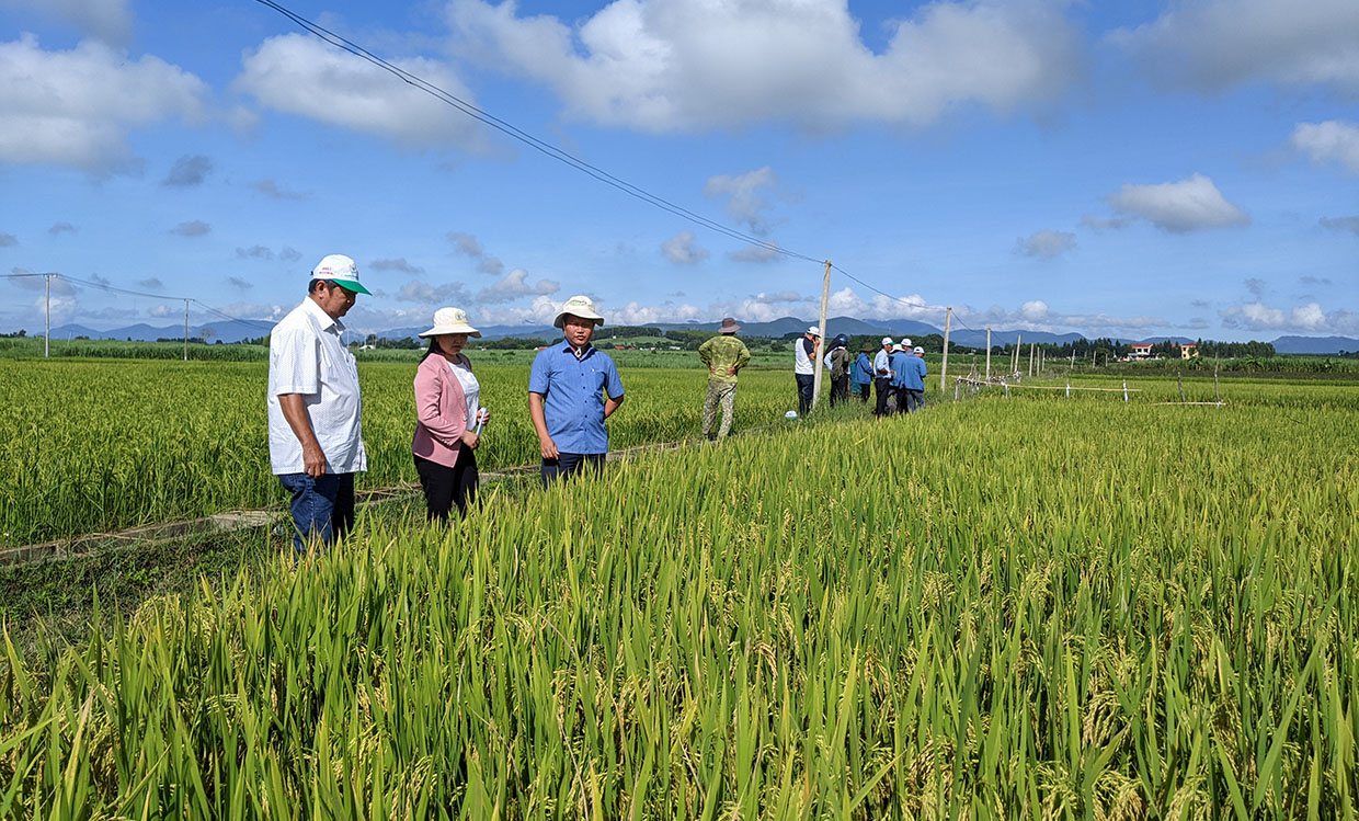  Nghiệm thu giống lúa mới BDR 79 tại cánh đồng Hồ Thôn Trang, làng Jun, xã Yang Bắc. Ảnh: Nguyễn Hiền  