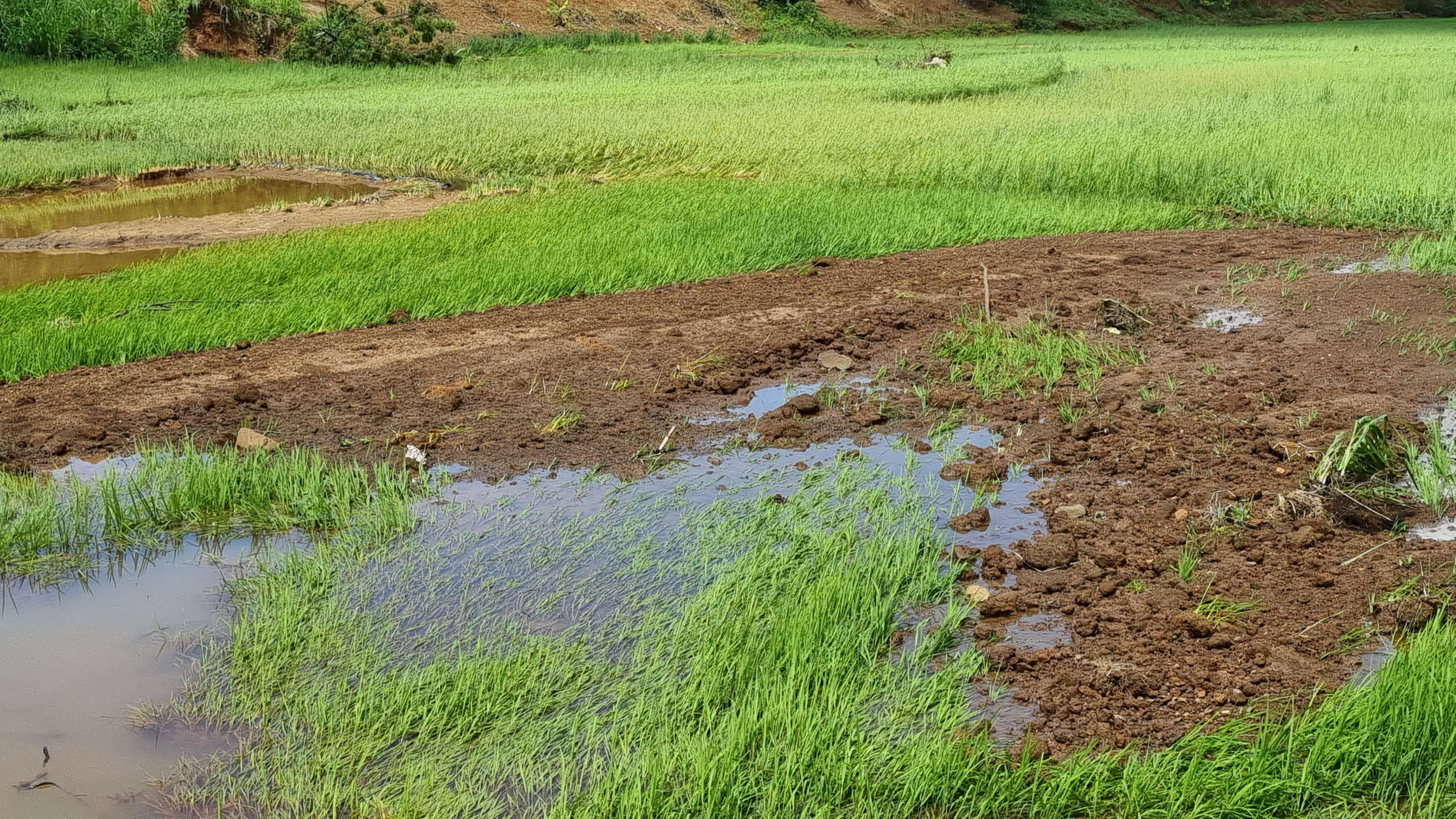 Nhiều diện tích lúa bị bồi lấp gây thiệt hại cho nông dân. Ảnh: Hà Phương