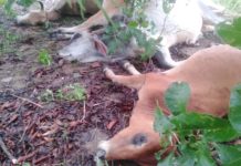 6 con bò của 2 hộ dân ở xã Đak Smar bị sét đánh chết