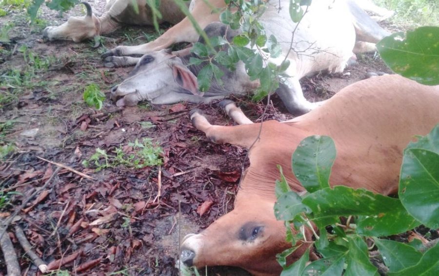 6 con bò của 2 hộ dân ở xã Đak Smar bị sét đánh chết 1