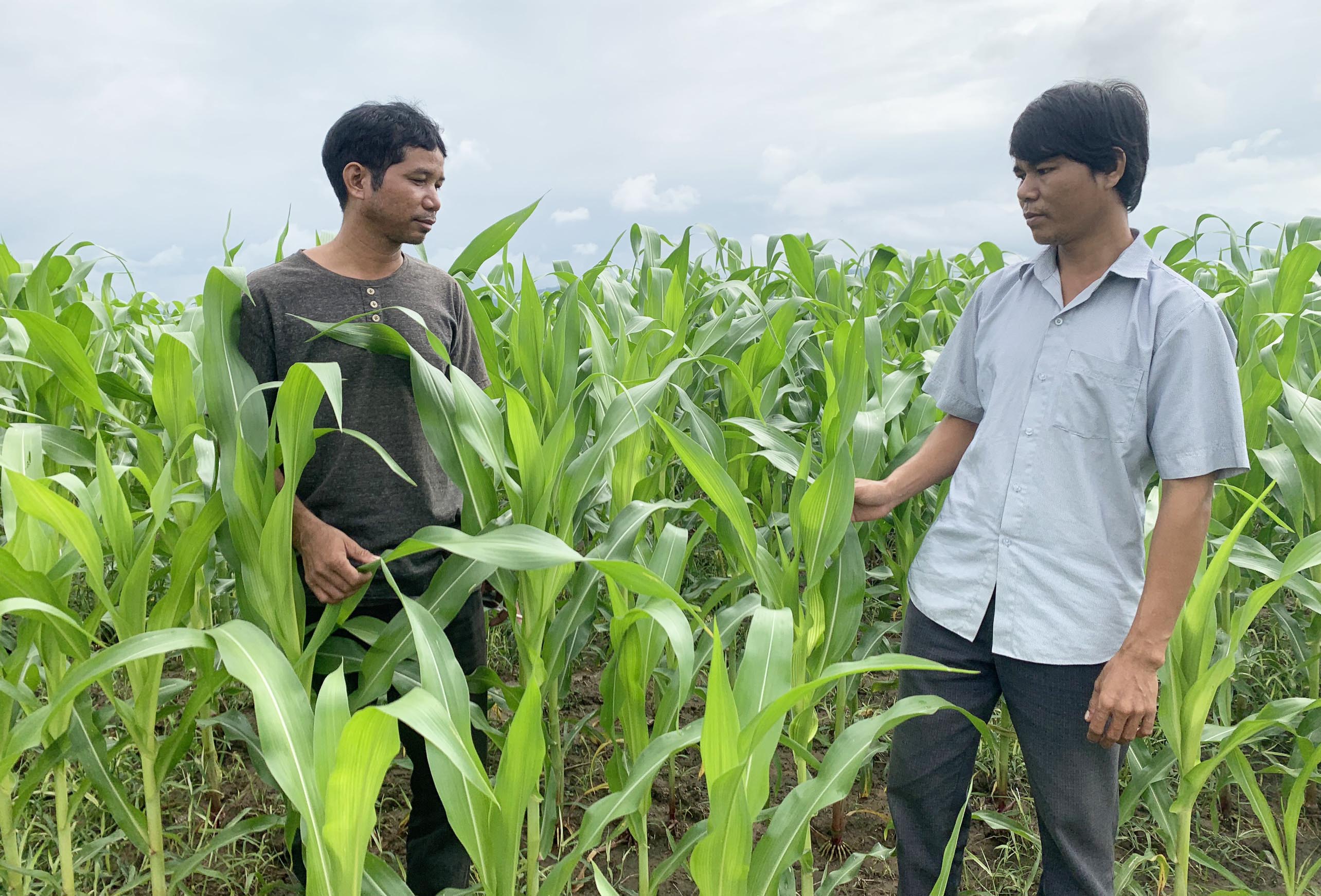 Giám đốc HTX Nông nghiệp Ia Kdăm Rmah Yư (bìa trái) trao đổi kinh nghiệm trồng bắp sinh khối với người dân. Ảnh: Vũ Chi